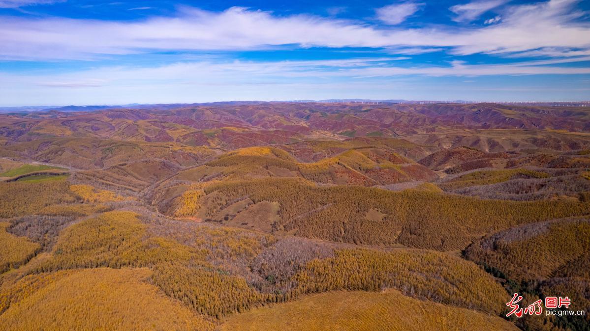 塞罕坝层林尽染