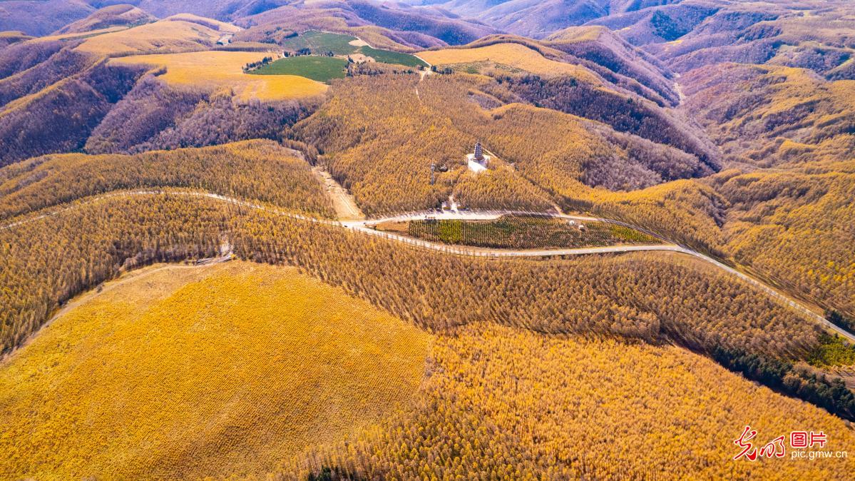 塞罕坝层林尽染