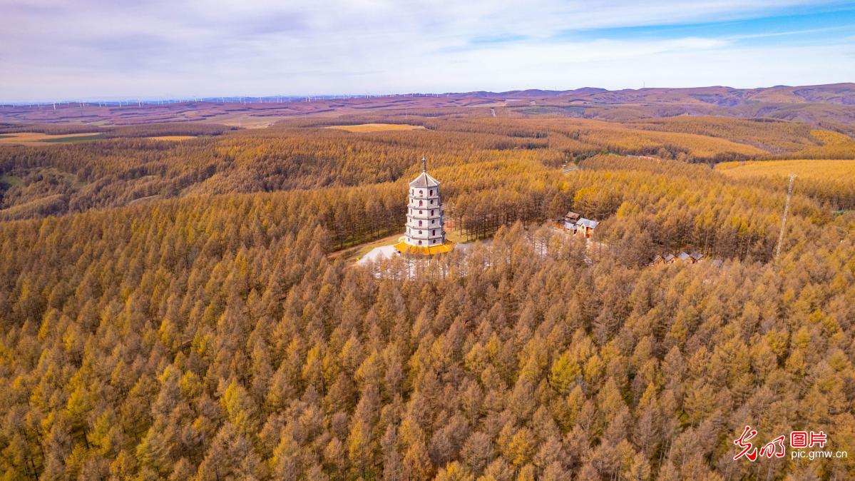 塞罕坝层林尽染
