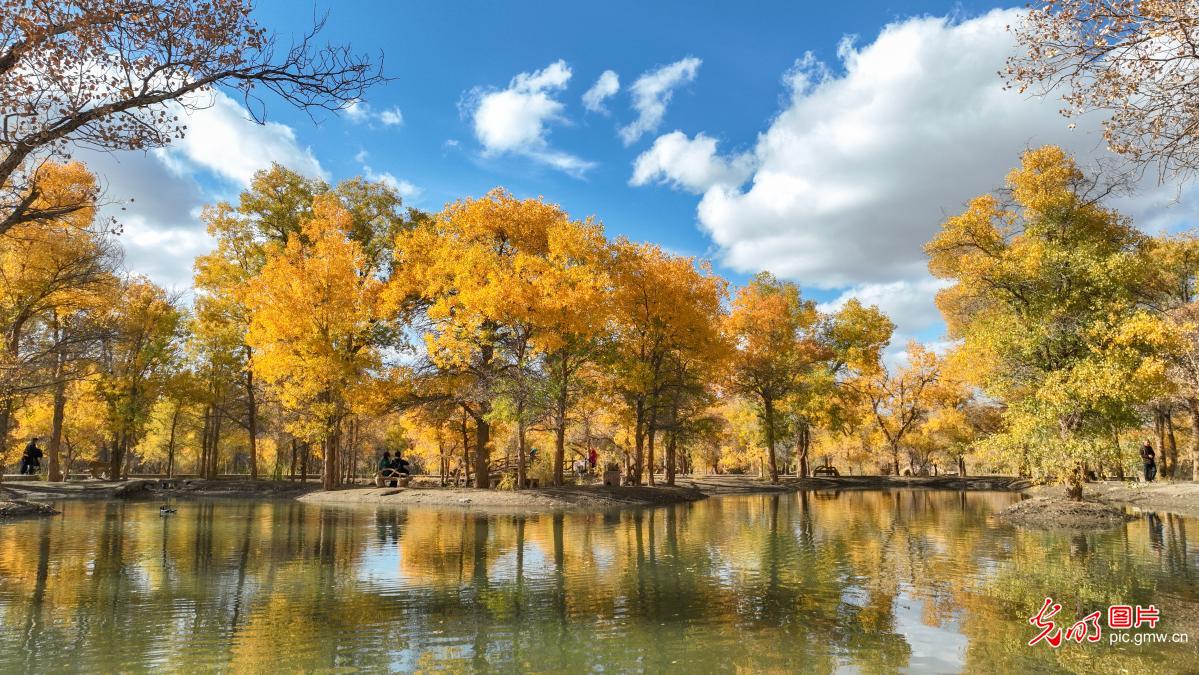 戈壁湿地万亩胡杨换“金装”