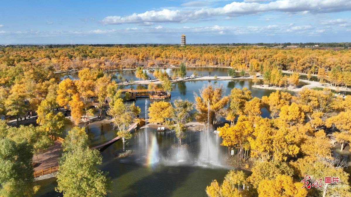 戈壁湿地万亩胡杨换“金装”