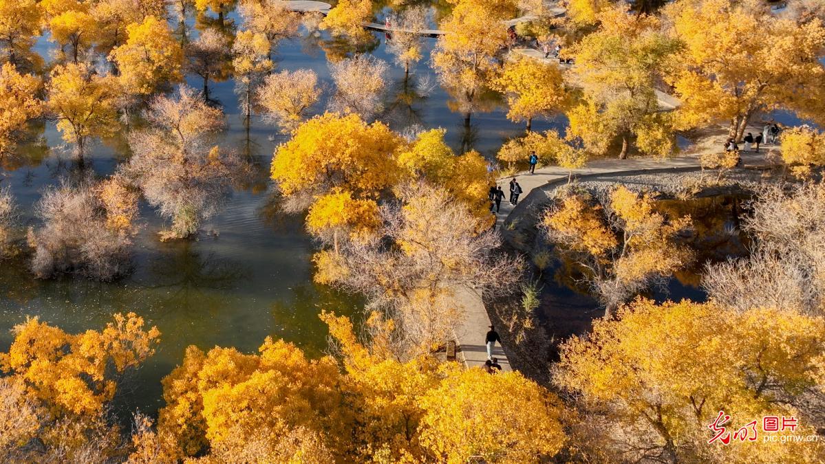 戈壁湿地万亩胡杨换“金装”