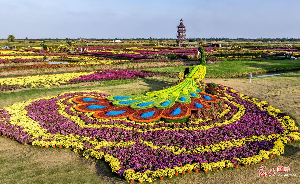 千垛景区菊花竞相开放 宛如彩色迷宫曲折蜿蜒