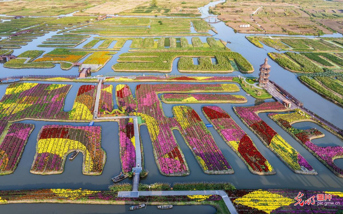 千垛景区菊花竞相开放 宛如彩色迷宫曲折蜿蜒