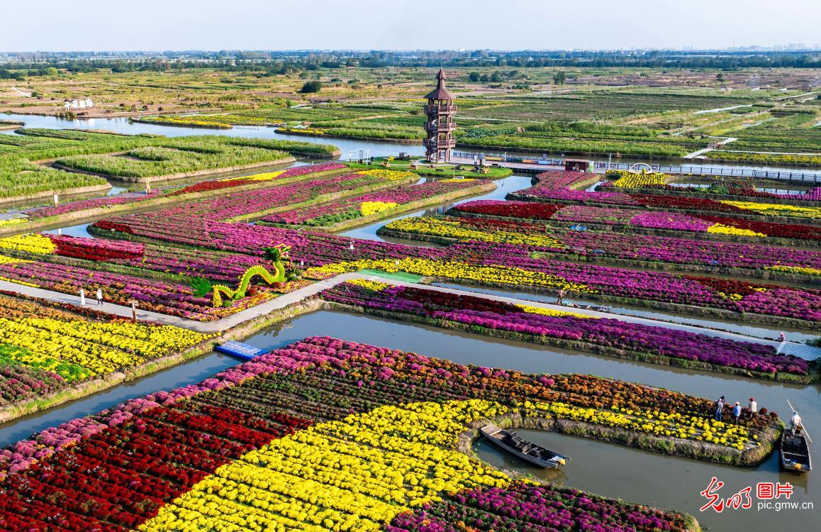 千垛景区菊花竞相开放 宛如彩色迷宫曲折蜿蜒