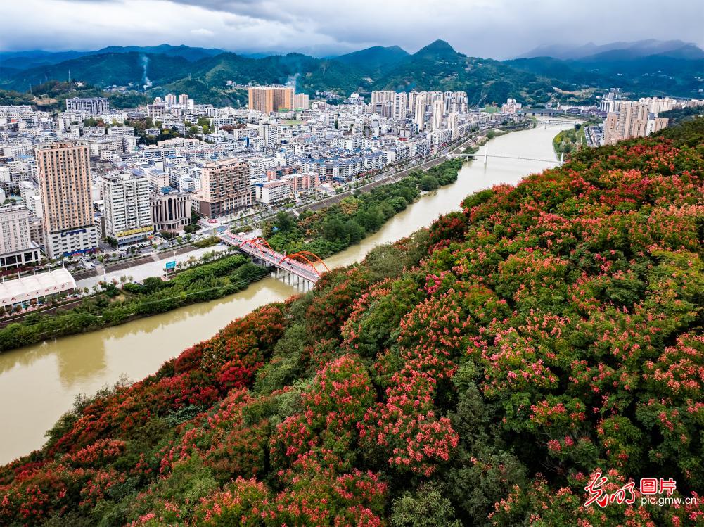 五彩栾林扮靓竹山县城