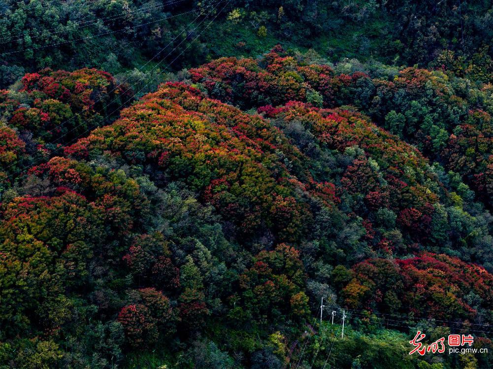 五彩栾林扮靓竹山县城