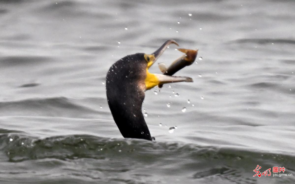 水鸟翩跹绘就生态新画卷