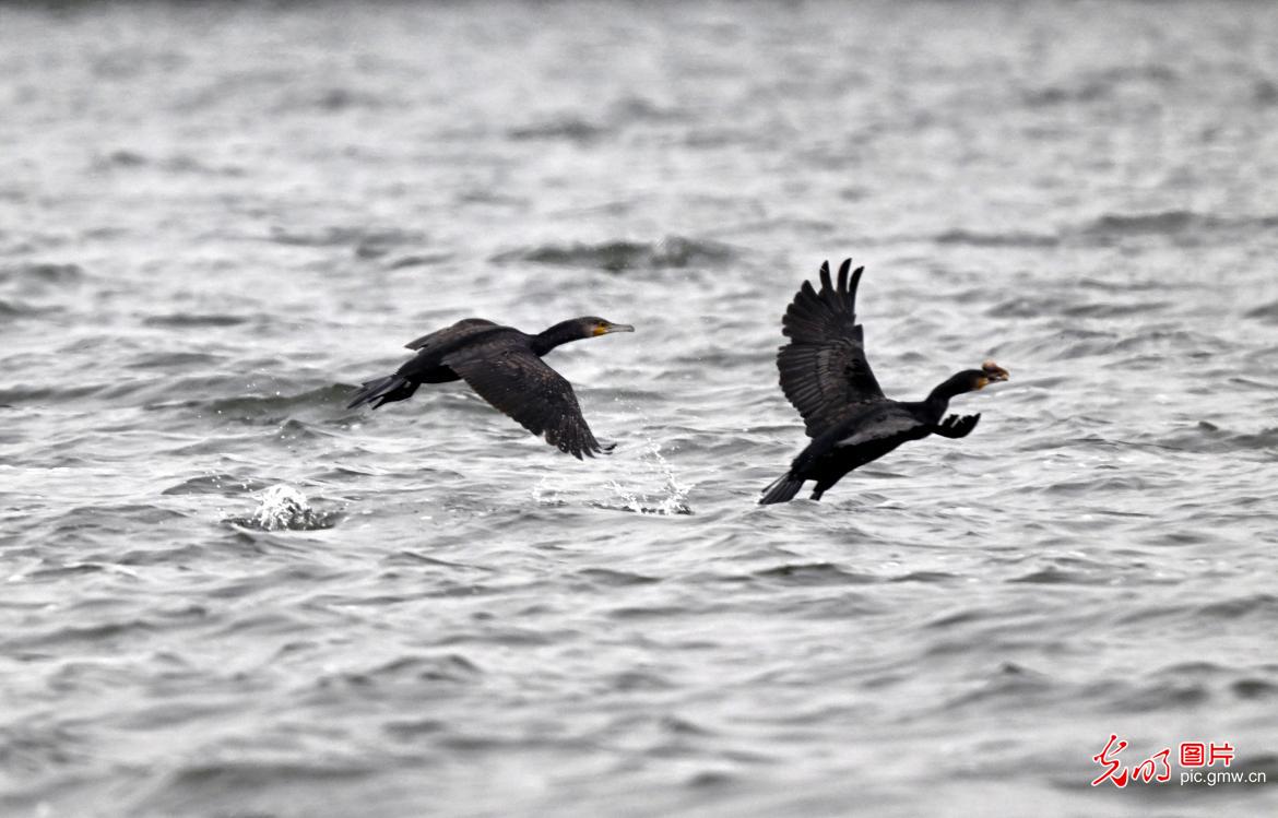 水鸟翩跹绘就生态新画卷
