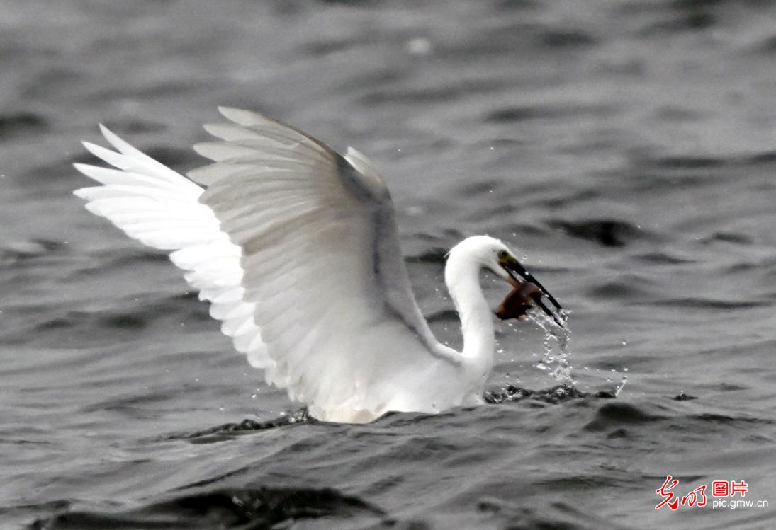 水鸟翩跹绘就生态新画卷