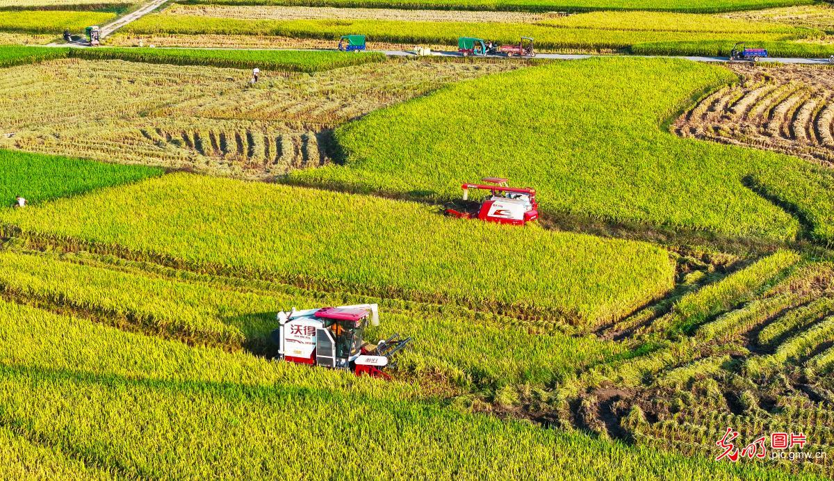 稻黄晚稻收 田野庆丰收