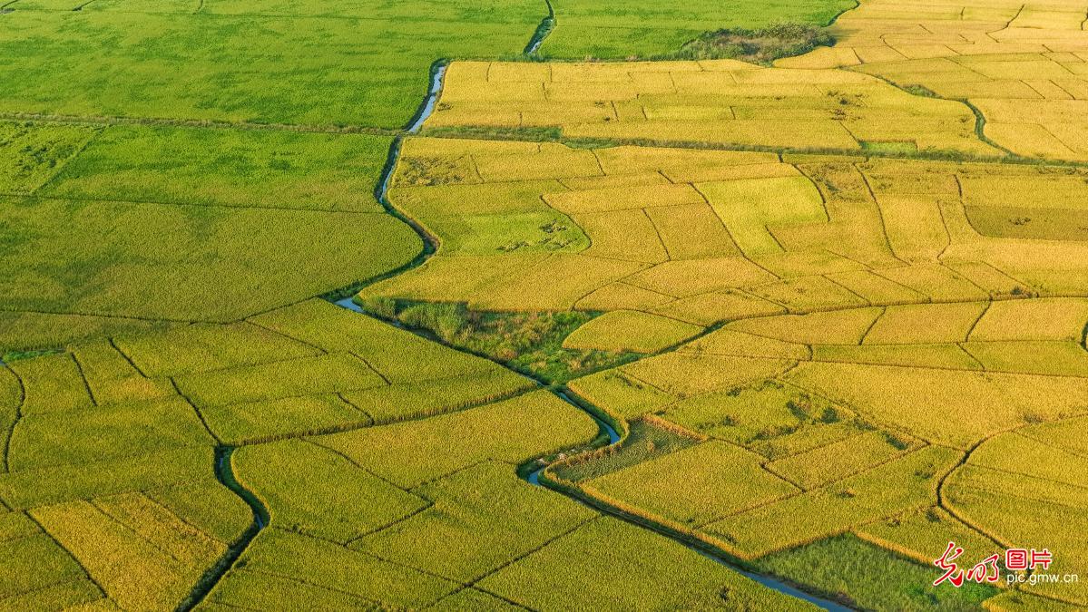 稻黄晚稻收 田野庆丰收