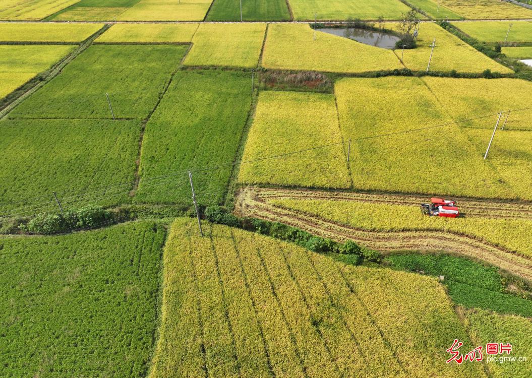 稻黄晚稻收 田野庆丰收