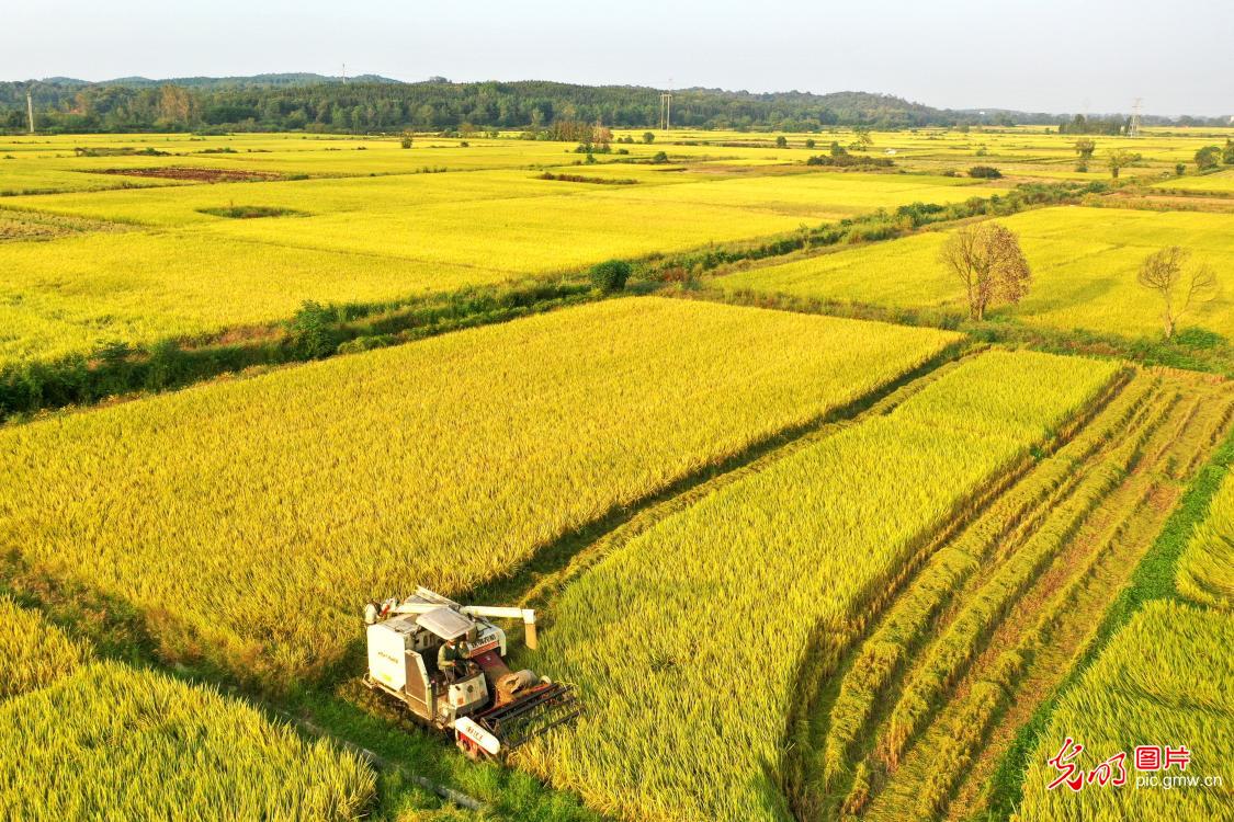 稻黄晚稻收 田野庆丰收