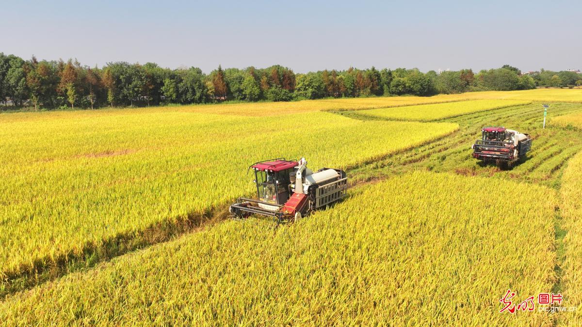 稻黄晚稻收 田野庆丰收