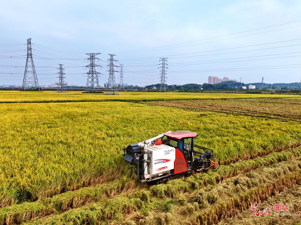 稻黄晚稻收 田野庆丰收