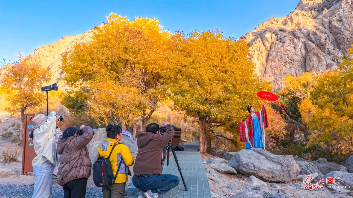 秋染悬泉谷 胡杨绘画卷