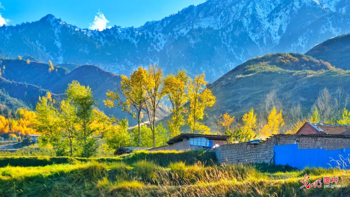 祁连山金色秋景如画卷