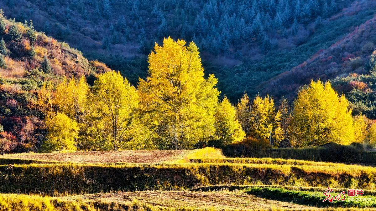 祁连山金色秋景如画卷