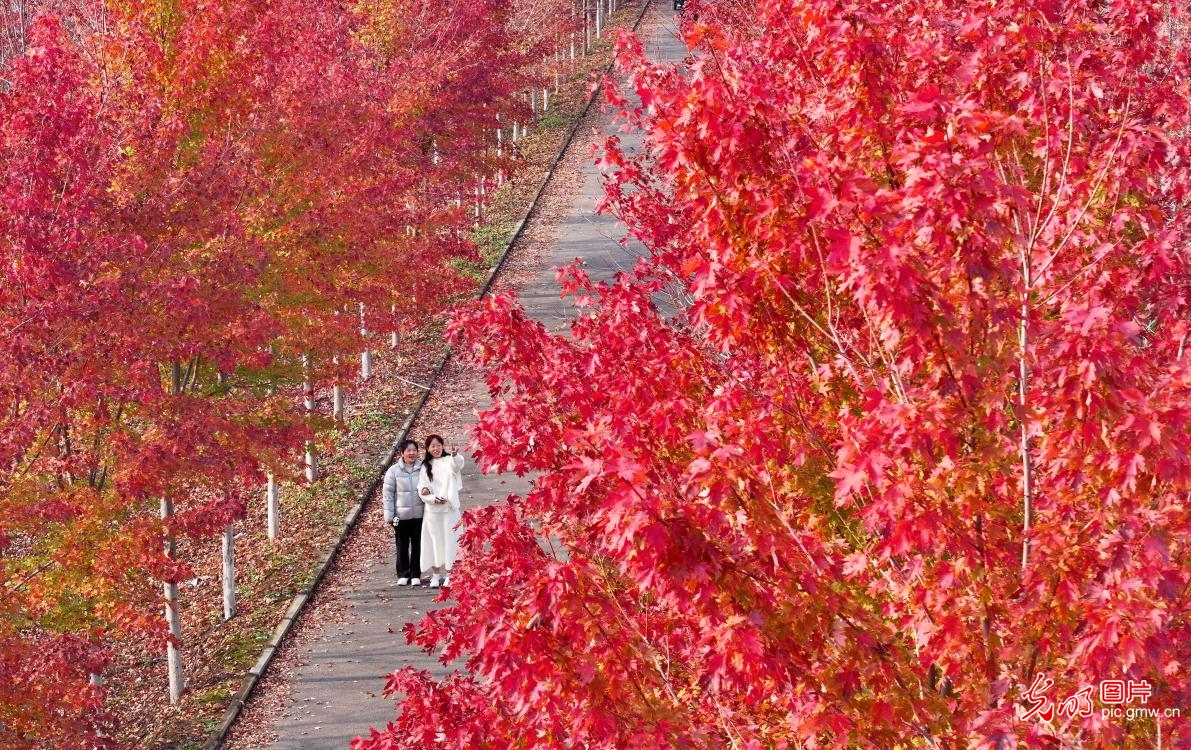 别样“枫”景美如画