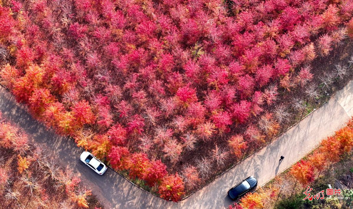 别样“枫”景美如画