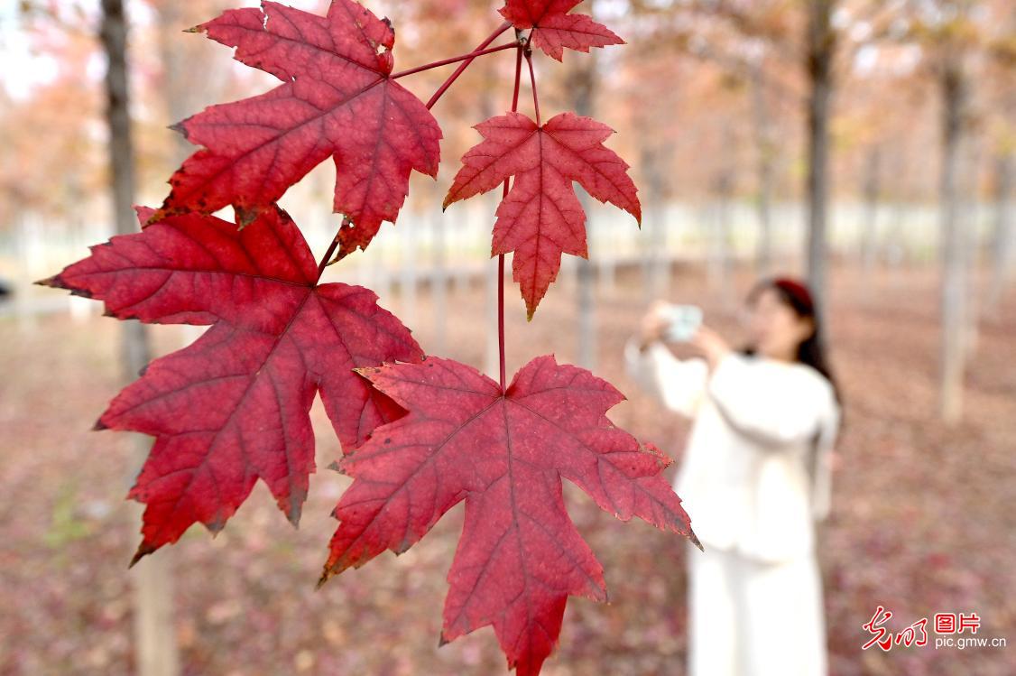 别样“枫”景美如画