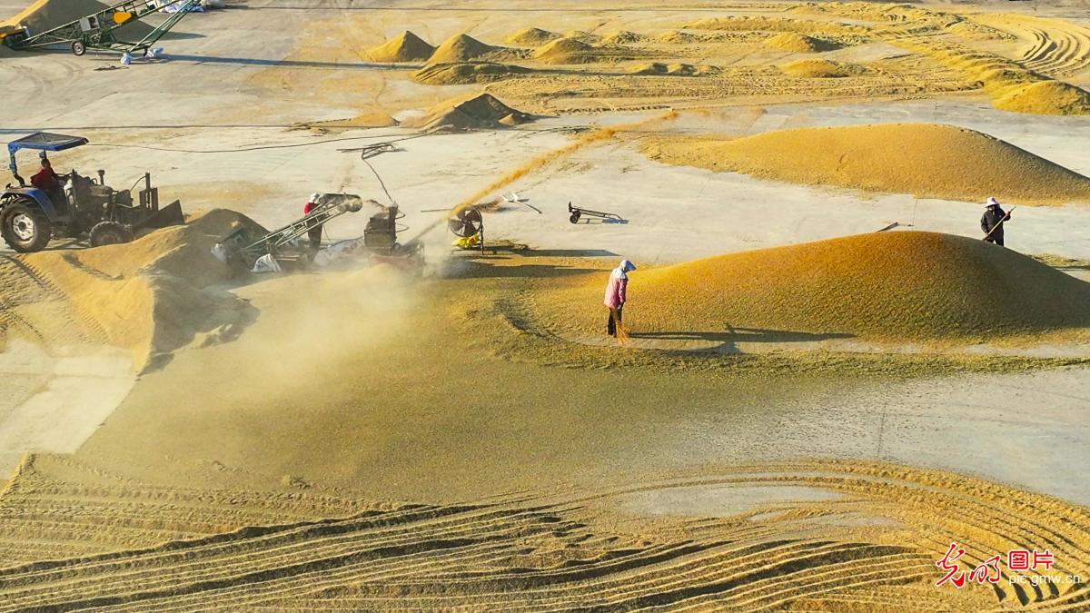 秋粮收获关键期 抢烘晾晒保归仓