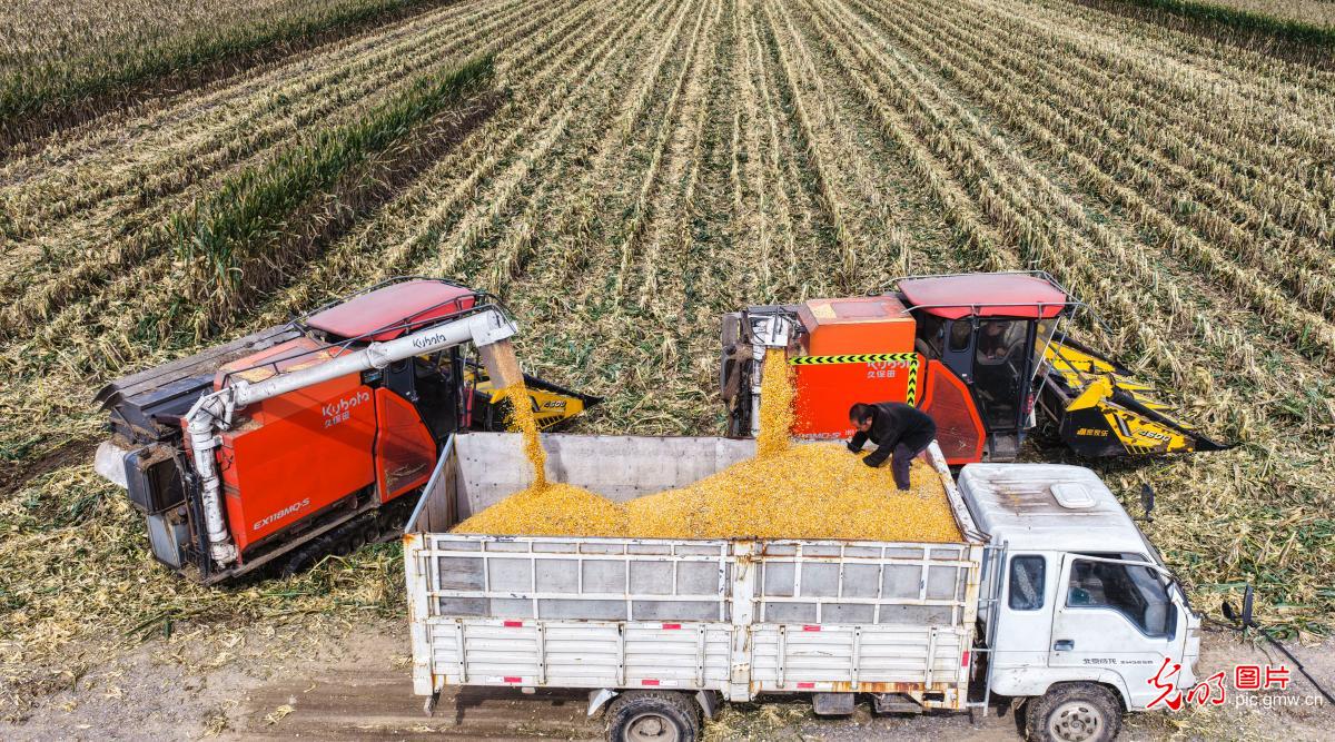秋粮收获关键期 抢烘晾晒保归仓