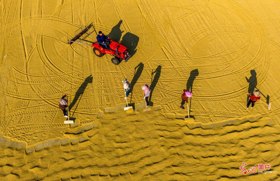 秋粮收获关键期 抢烘晾晒保归仓