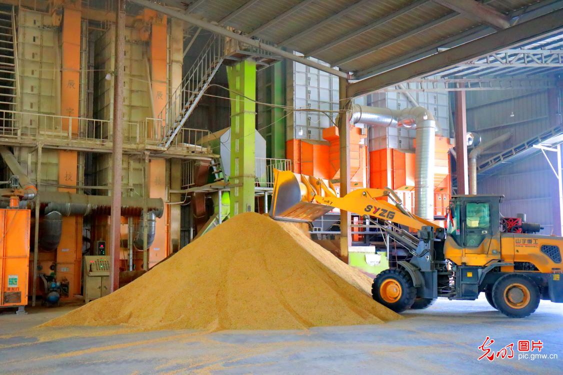 秋粮收获关键期 抢烘晾晒保归仓