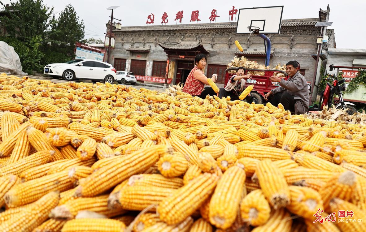 秋粮收获关键期 抢烘晾晒保归仓