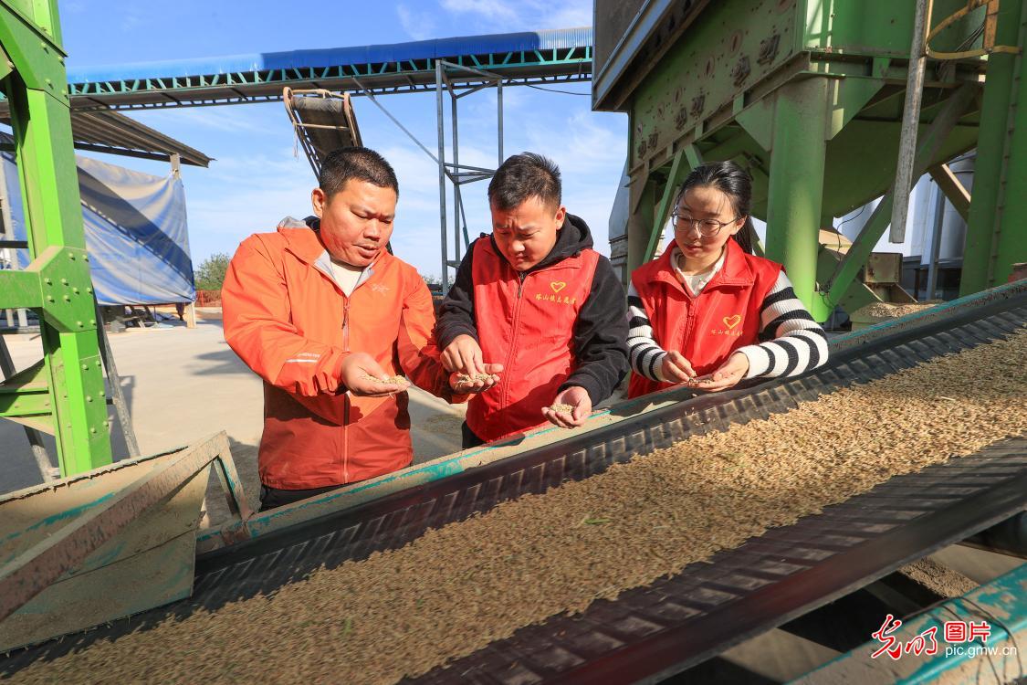 秋粮收获关键期 抢烘晾晒保归仓