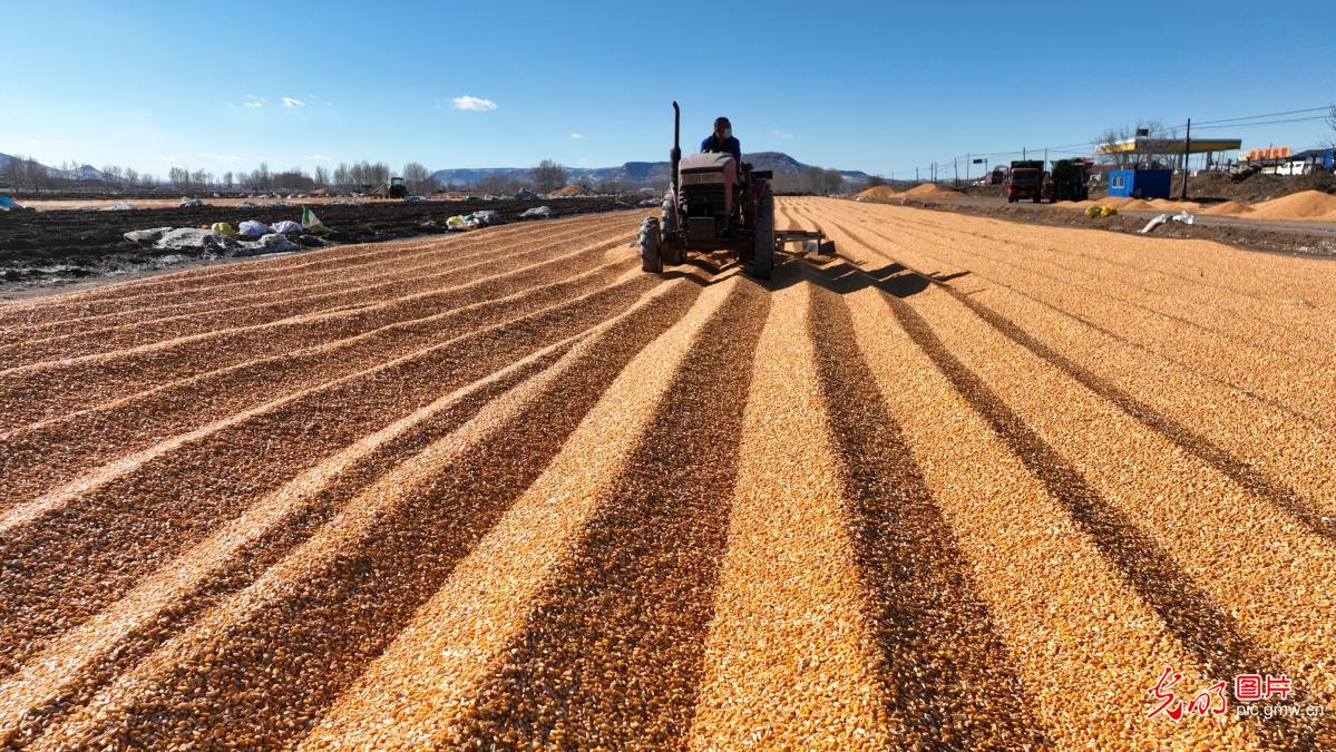 秋粮收获关键期 抢烘晾晒保归仓
