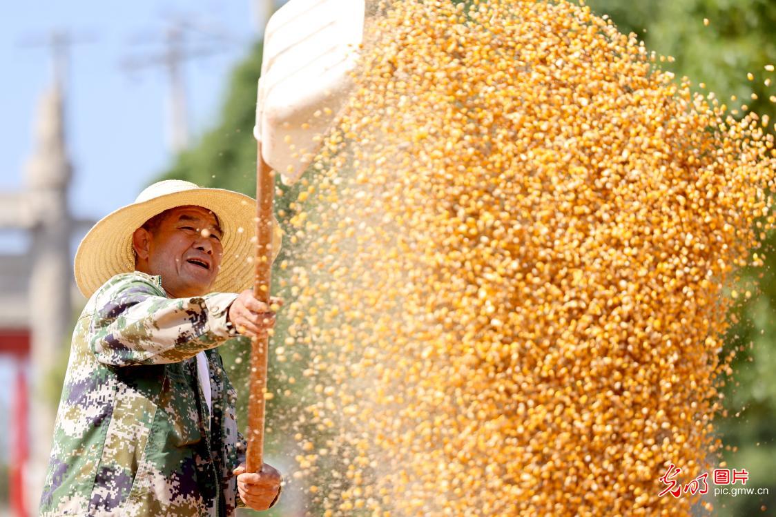 秋粮收获关键期 抢烘晾晒保归仓