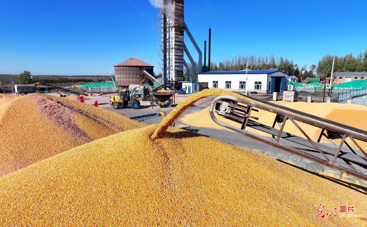 秋粮收获关键期 抢烘晾晒保归仓