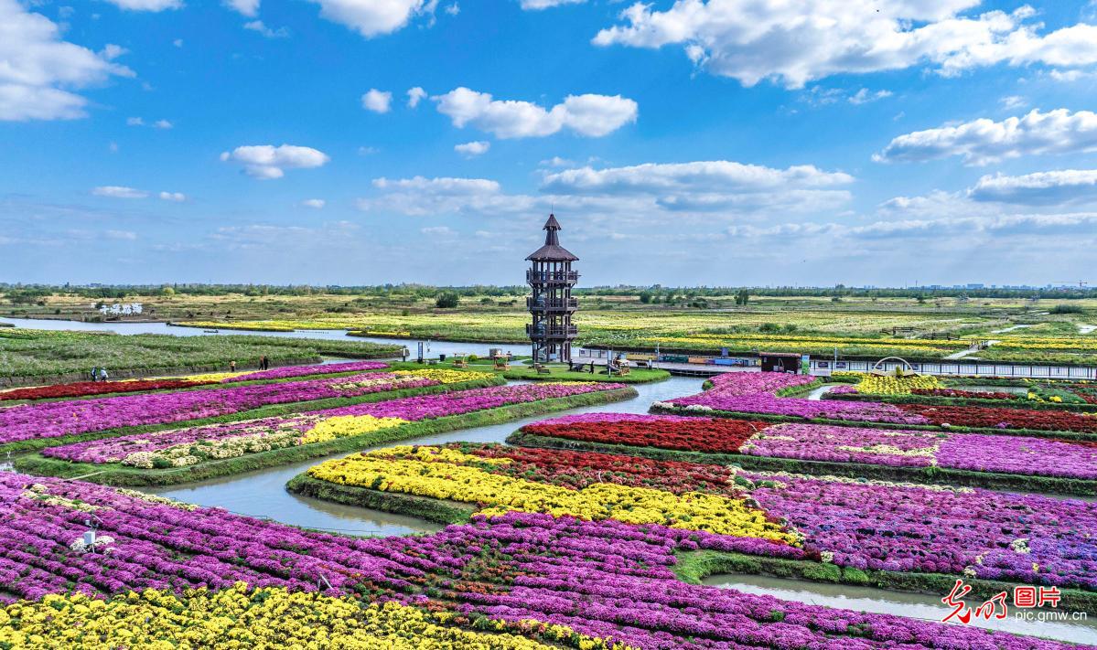 千垛菊花引客来