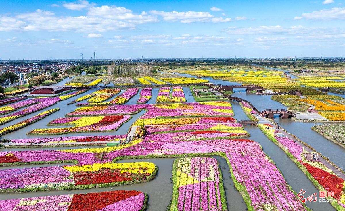 千垛菊花引客来