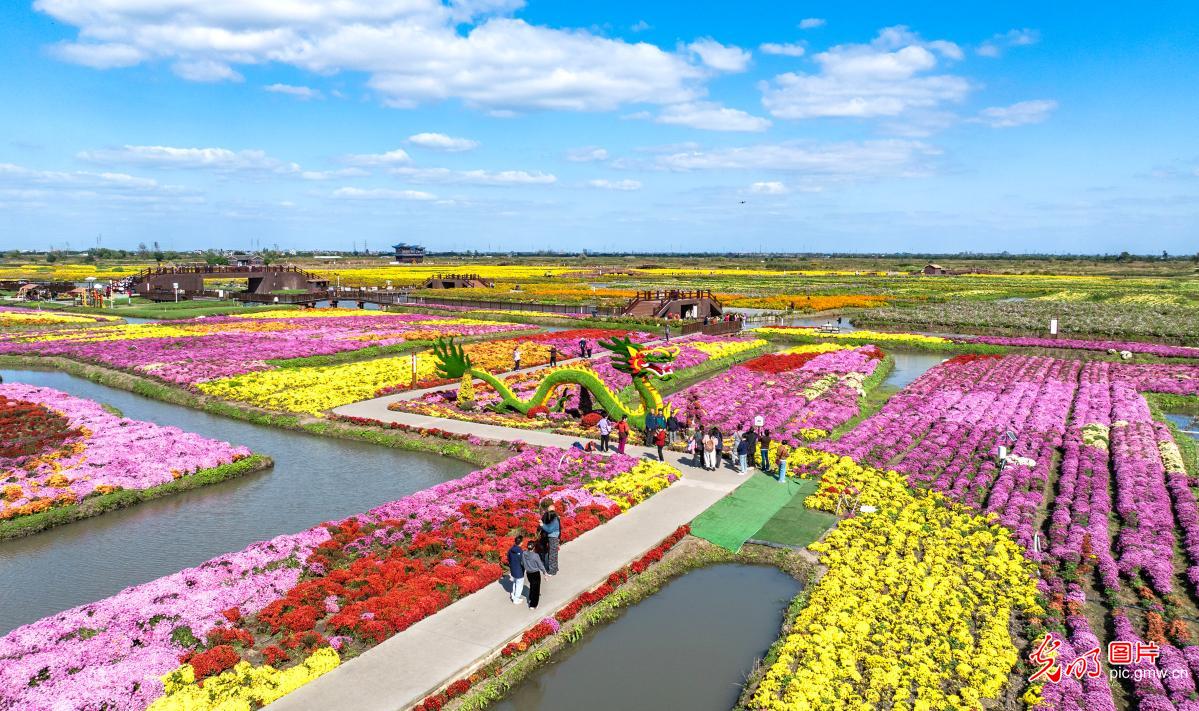 千垛菊花引客来
