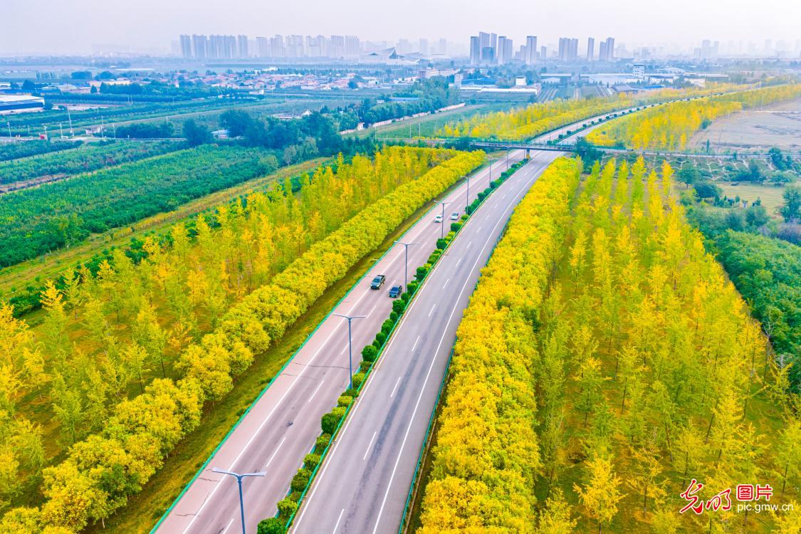 运城高速引线五彩斑斓绘秋卷