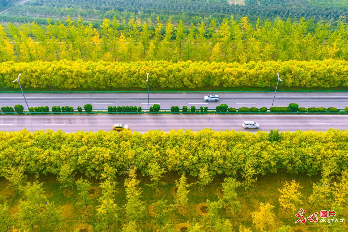 运城高速引线五彩斑斓绘秋卷