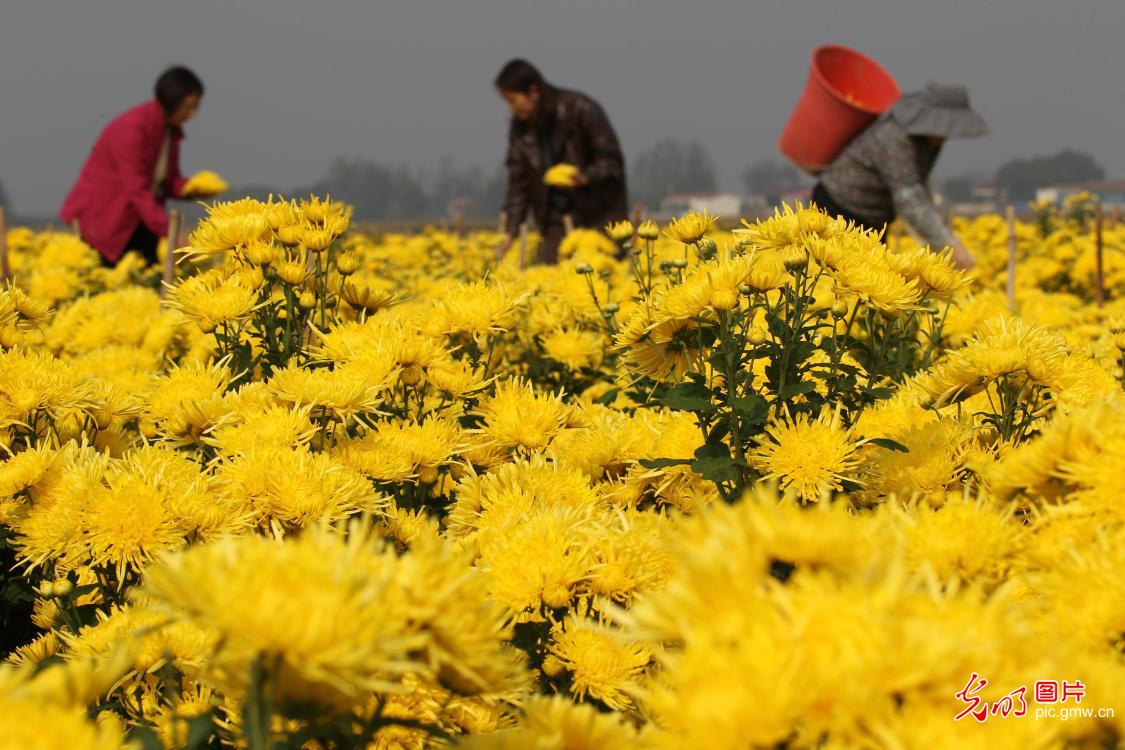 菊花丰收满地“金”