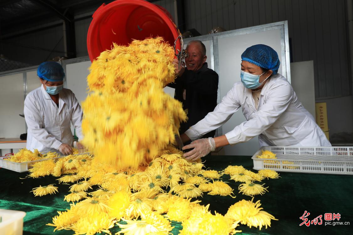 菊花丰收满地“金”