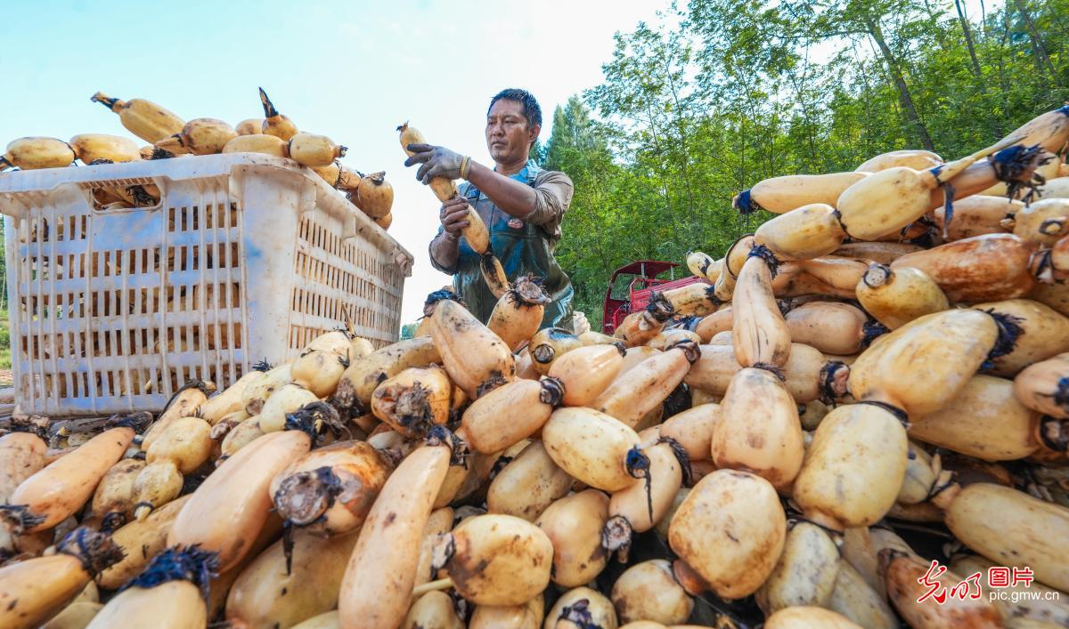 金秋农事忙 丰收满田间 金秋农事忙 丰收满田间