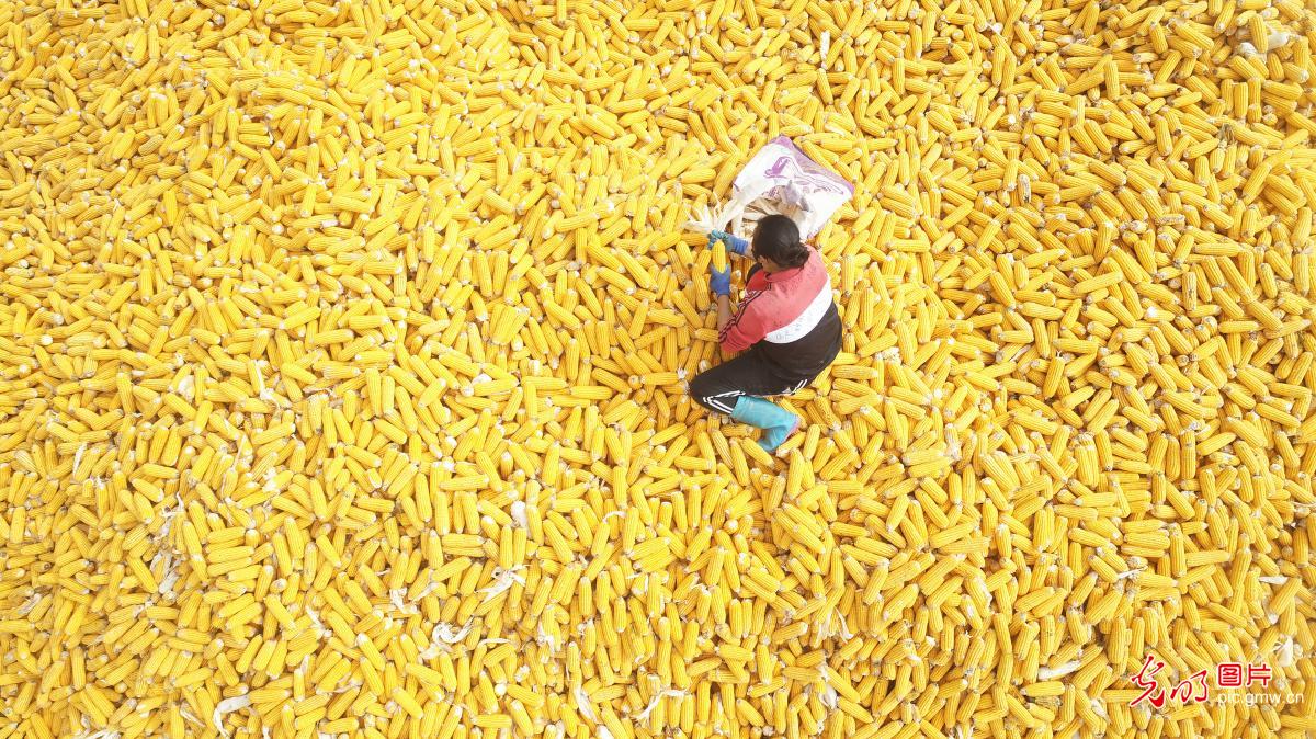 金秋农事忙 丰收满田间 金秋农事忙 丰收满田间