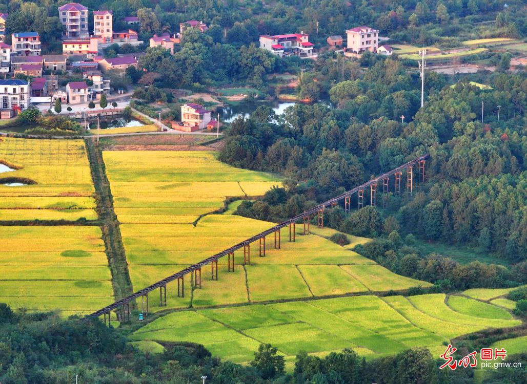 金秋农事忙 丰收满田间 金秋农事忙 丰收满田间