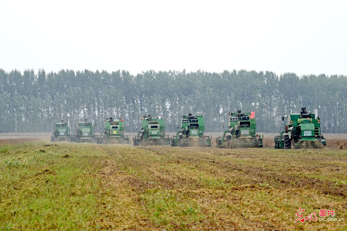 金秋农事忙 丰收满田间 金秋农事忙 丰收满田间
