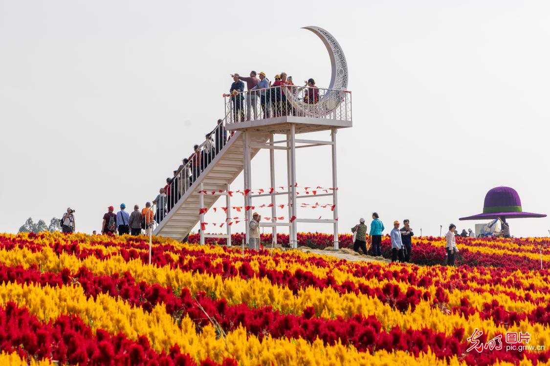 瑶乡花海 秋景迷人