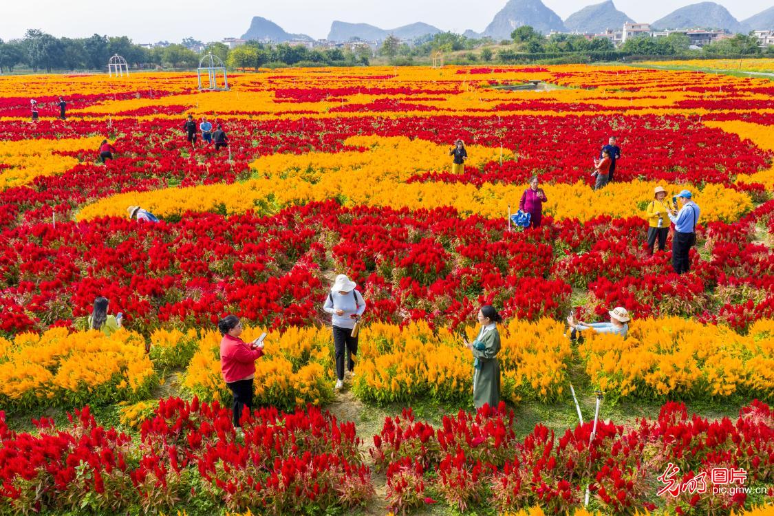 瑶乡花海 秋景迷人