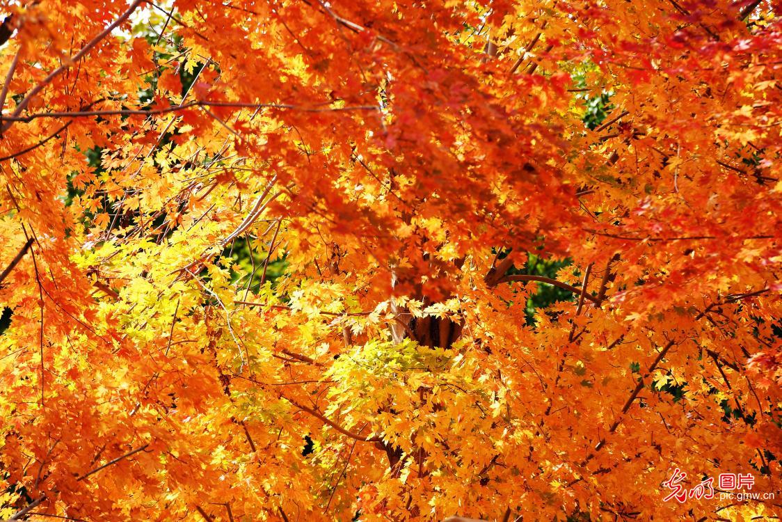 枫叶火红醉游人