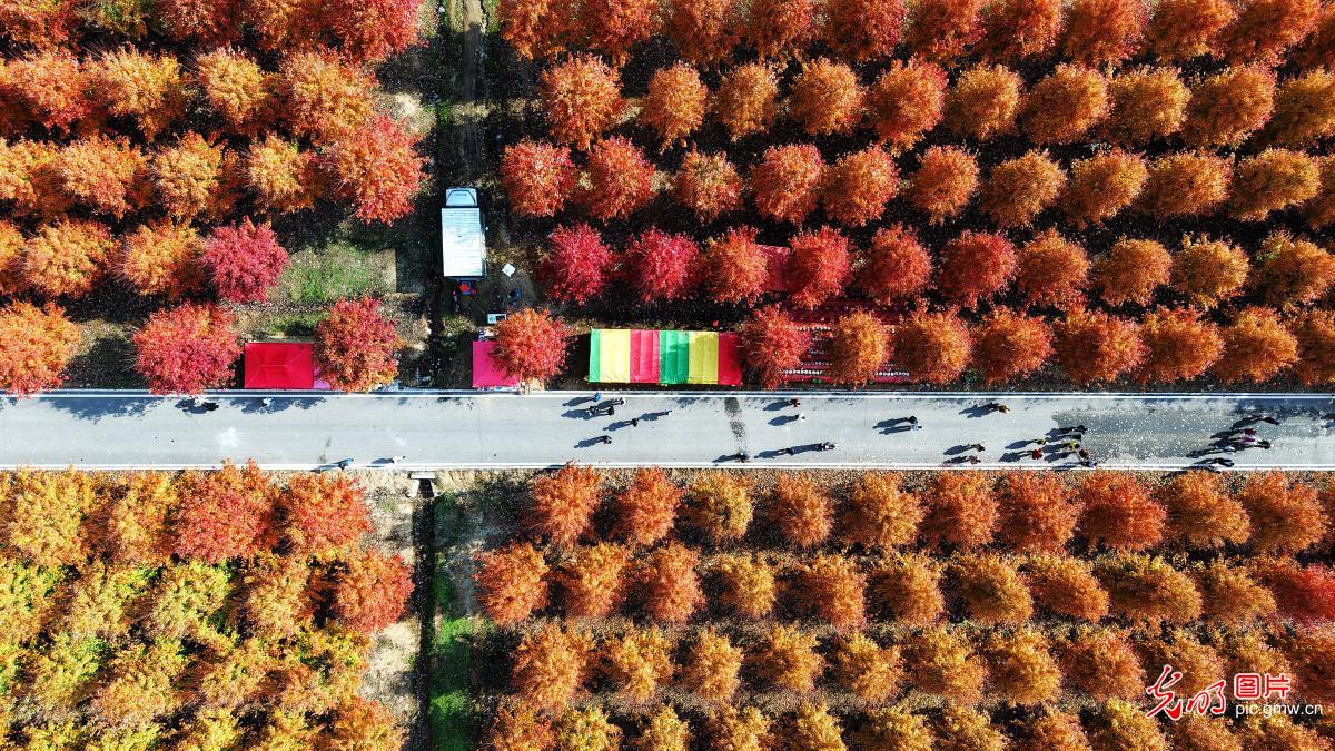 枫叶火红醉游人